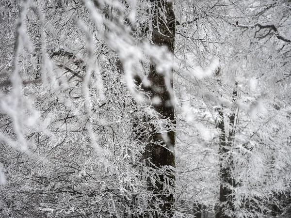 Floresta Coberta Neve Nos Vosges Nevoeiro Cobre Montanhas Uma Camada — Fotografia de Stock