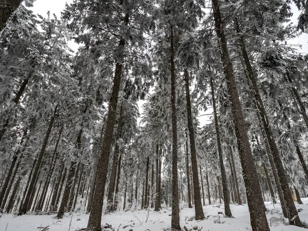 Snow Covered Forest Vosges Fog Covers Mountains Layer Frost Forms — Stock Photo, Image