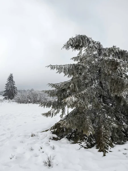 Vosges Karla Kaplı Bir Orman Sis Dağları Kaplıyor Ağaçların Üzerinde — Stok fotoğraf