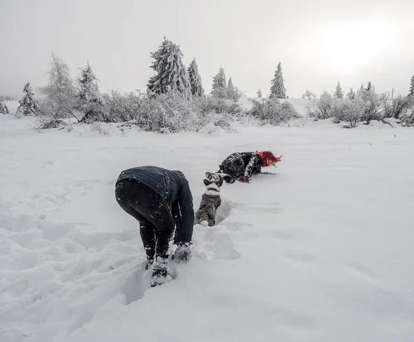 İki kız kardeş, dağlarda karlı bir tarlada Corgi köpeğiyle oynuyorlar. Gençlik, neşe ve tazelik. Yaşamın enerjisi.