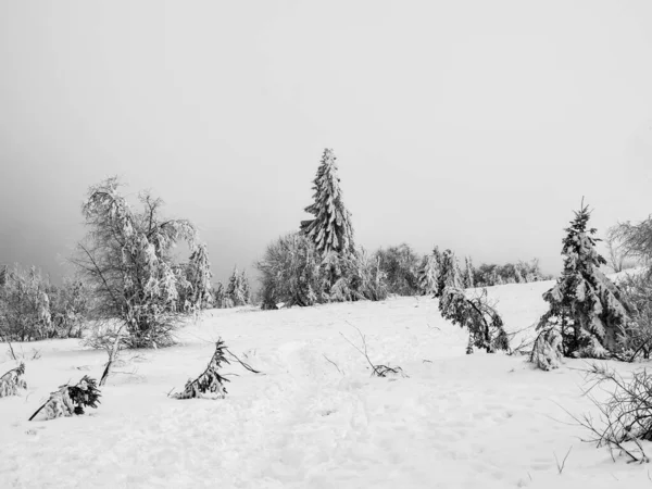 Ośnieżone Pola Wysoko Górach Nieliczne Świerki Pokryte Śniegiem Gęstą Mgłą — Zdjęcie stockowe