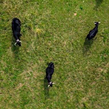 Yukarıdan otlayan ineklerin robot resmi. Yeşil çayır, çayır, yaz. Fransa