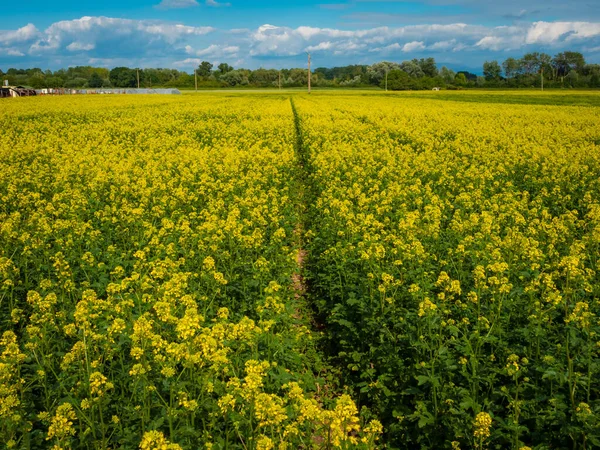 Campos Florales Colza Amarilla Soleado Día Primavera Naturaleza Francia — Foto de Stock