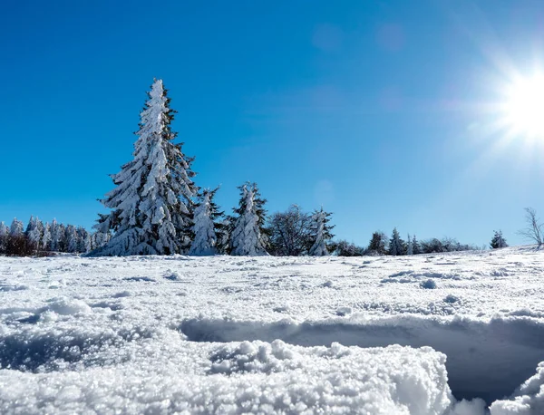 Enorma Julgranar Ett Tjockt Lager Snö Mot Klarblå Himmel Solig — Stockfoto