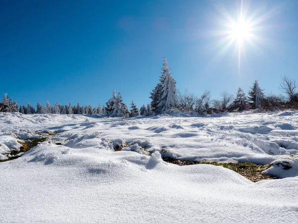 Enorma Julgranar Ett Tjockt Lager Snö Mot Klarblå Himmel Solig — Stockfoto