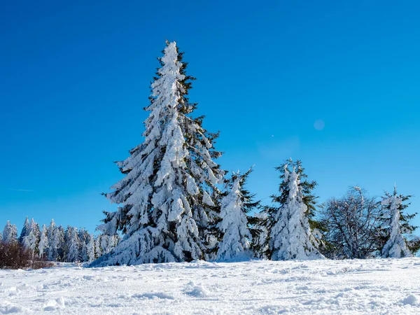 Enorme Kerstbomen Onder Een Dikke Laag Sneeuw Tegen Een Helderblauwe — Stockfoto