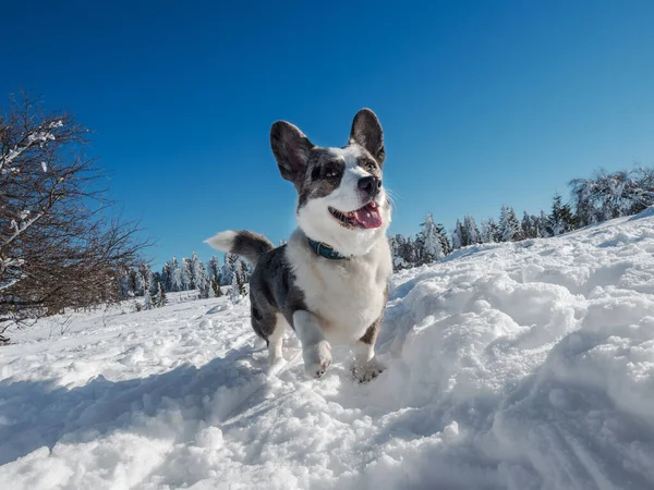 Beautiful Dog Corgi Cardigan Gray Color White Snow Sunny Day — Stockfoto