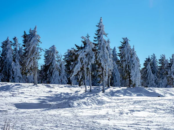 Huge Christmas Trees Thick Layer Snow Clear Blue Sky Sunny — стоковое фото