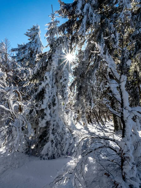 Nádherný Zasněžený Les Slunečného Zimního Dne Stíny Bílém Sněhu Zimní — Stock fotografie