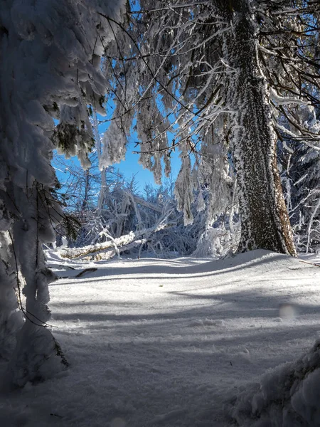 Delicioso Bosque Cubierto Nieve Día Soleado Invierno Sombras Sobre Nieve —  Fotos de Stock