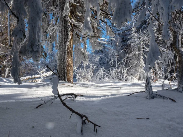 Delightful Snow Covered Forest Sunny Winter Day Shadows White Snow —  Fotos de Stock