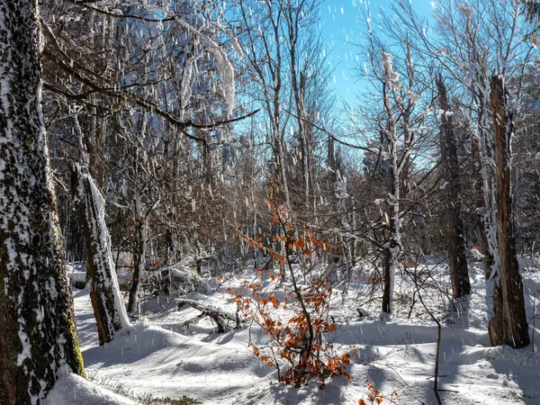 Delicioso Bosque Cubierto Nieve Día Soleado Invierno Sombras Sobre Nieve — Foto de Stock