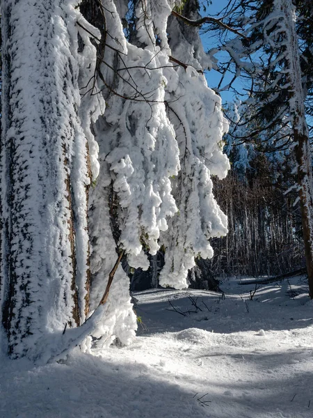 Delicioso Bosque Cubierto Nieve Día Soleado Invierno Sombras Sobre Nieve —  Fotos de Stock