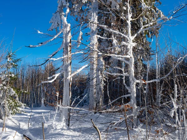 Delightful Snow Covered Forest Sunny Winter Day Shadows White Snow —  Fotos de Stock