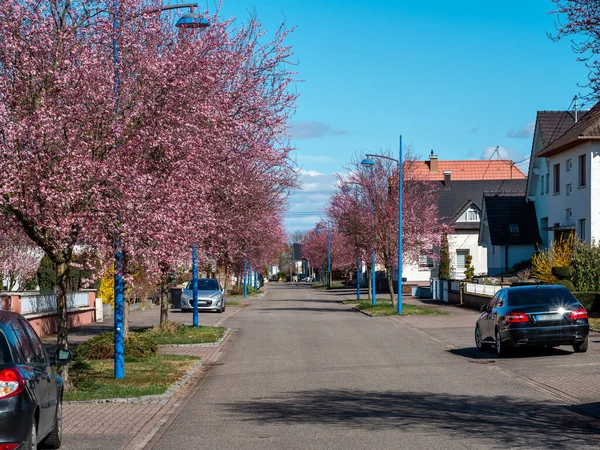 Beautiful Cherry Blossoms Blooming Pink Flowers Streets Strasbourg France — Photo