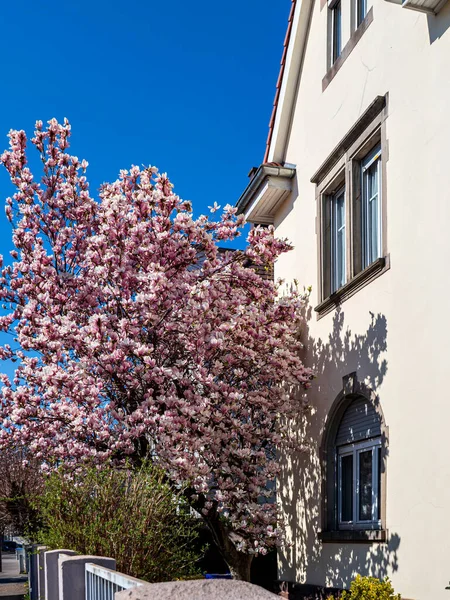 Beautiful Cherry Blossoms Blooming Pink Flowers Streets Strasbourg France — Foto de Stock