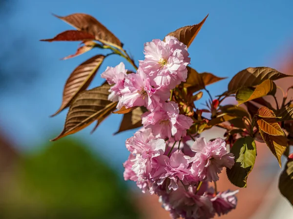 Beautiful Cherry Blossoms Blooming Pink Flowers Streets Strasbourg France — Photo