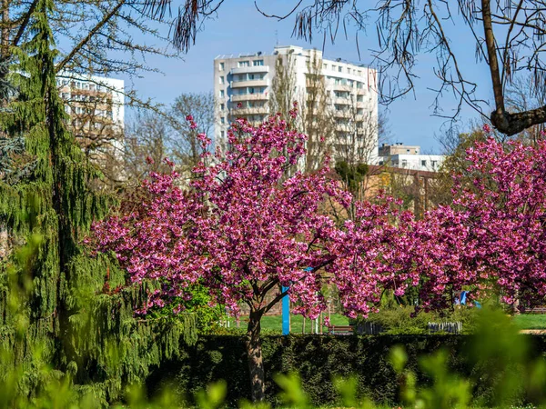 Vackra Körsbärsblommor Blommar Med Rosa Blommor Gatorna Strasbourg Frankrike — Stockfoto