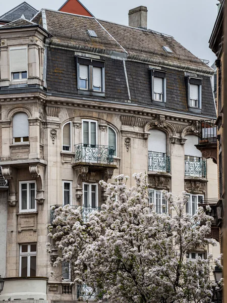 Strasbourg Sokaklarında Pembe Çiçeklerle Açan Güzel Kiraz Çiçekleri Fransa — Stok fotoğraf