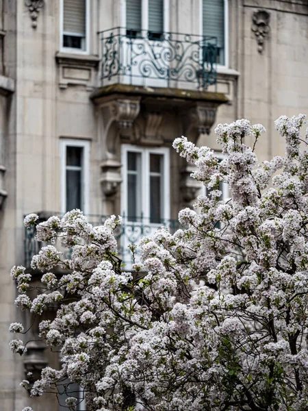 街中にピンクの花が咲く美しい桜 フランス — ストック写真