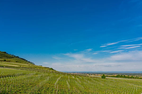 Mladé Zelené Vinice Alsaska Zapadajícím Slunci Francie — Stock fotografie