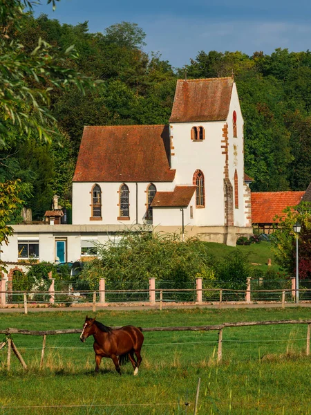 Horse Green Meadow Backdrop Medieval Village Church Alsace — Foto de Stock