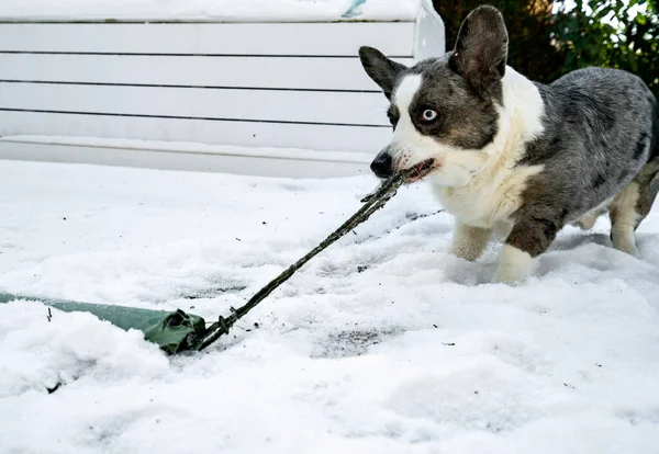 Dog Breed Welsh Corgi Cardigan Plays Spring Melted Snow — Stockfoto