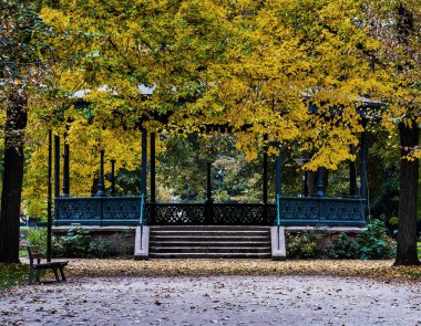 Strazburg şehrinde sonbahar renkleri. Sarı, kırmızı, turuncu yapraklar. Ginkgo. Akçaağaç. Çarpıcı renklerde şehir manzarası.