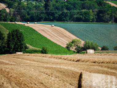 Alsace arazilerinde silindir şeklinde saman balyaları. Fransa