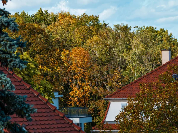 Strazburg Şehrinde Sonbahar Renkleri Sarı Kırmızı Turuncu Yapraklar Ginkgo Akçaağaç — Stok fotoğraf