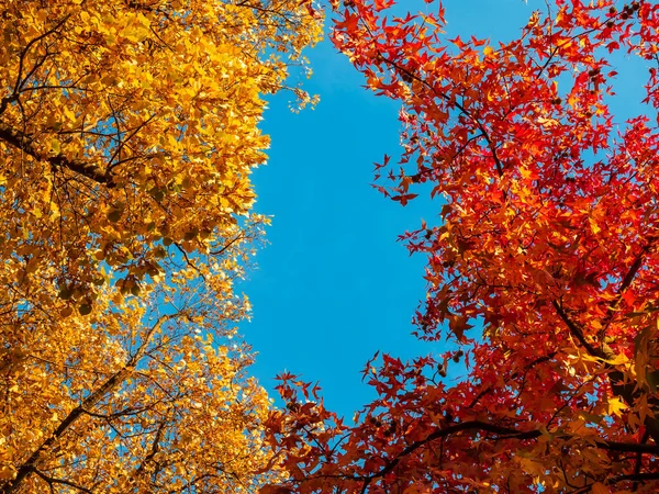 Herfst Kleuren Stad Straatsburg Geel Rood Oranje Bladeren Ginkgo Esdoorn — Stockfoto