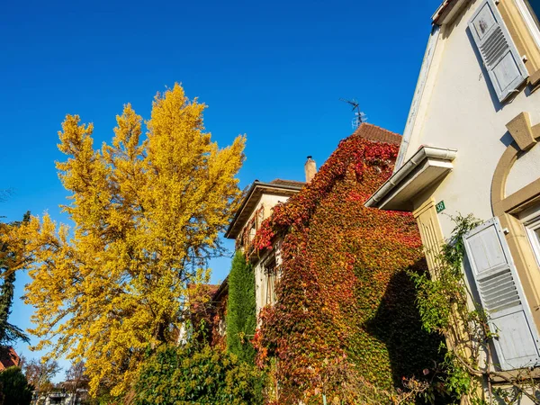 Herbstliche Farben Der Stadt Straßburg Gelbe Rote Orangene Blätter Ginkgo — Stockfoto