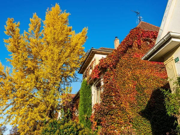 Herbstliche Farben Der Stadt Straßburg Gelbe Rote Orangene Blätter Ginkgo — Stockfoto