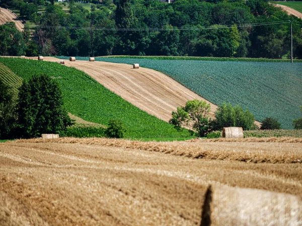 Cylinder Shaped Hay Bales Fields Alsace France — Fotografia de Stock