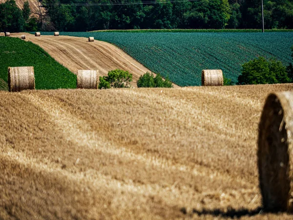 Cylinder Shaped Hay Bales Fields Alsace France — 图库照片