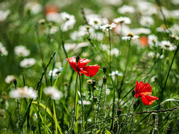 Rote Wilde Mohnblumen Grünen Gras Natürliche Felder Frankreich — Stockfoto