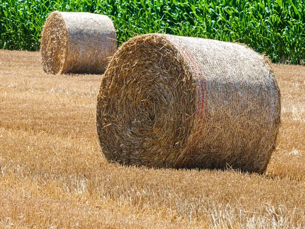 Cylinder Shaped Hay Bales Fields Alsace France — Stok fotoğraf