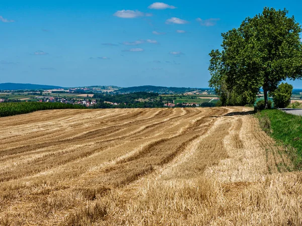 Pole Sklizni Pšenice Sena Přírodní Zemědělství Alsasko — Stock fotografie