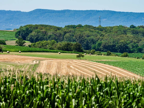 Cylinder Shaped Hay Bales Fields Alsace France — 图库照片