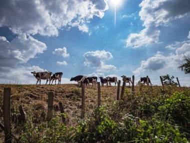 Black and white cows graze on the hill. Bright sun. Naturalness and freshness of nature. Alsace