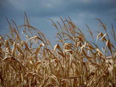 Dry leaves and corn stalks ready for harvest. Golden on a blue background. Alsace.