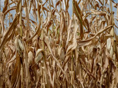 Dry leaves and corn stalks ready for harvest. Golden on a blue background. Alsace.