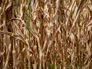 Dry leaves and corn stalks ready for harvest. Golden on a blue background. Alsace.