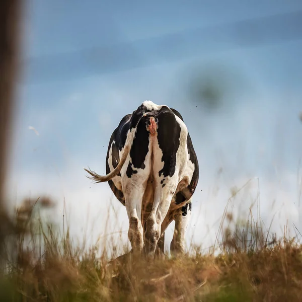 Black White Cows Graze Hill Bright Sun Naturalness Freshness Nature — Photo