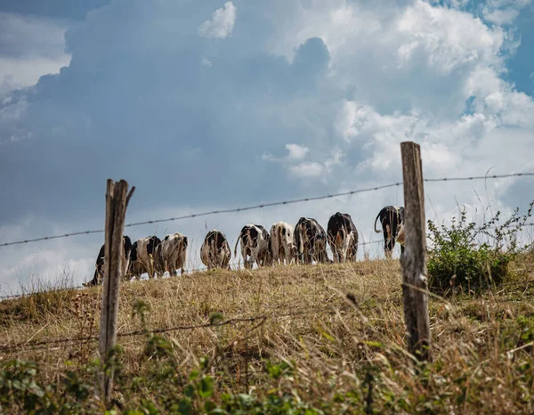 Black and white cows graze on the hill. Bright sun. Naturalness and freshness of nature. Alsace