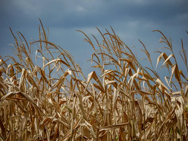 Dry leaves and corn stalks ready for harvest. Golden on a blue background. Alsace.