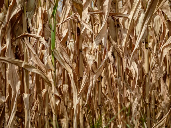 Dry leaves and corn stalks ready for harvest. Golden on a blue background. Alsace.