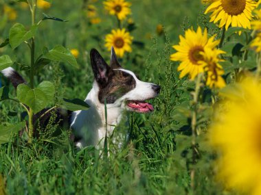 Parlak güneşin altında sarı ayçiçeği tarlasında oynayan bir Corgi köpeğinin portresi