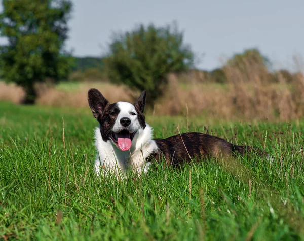 Ritratto Cane Corgi Che Gioca Campo Girasoli Gialli Sole — Foto Stock