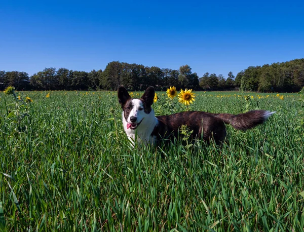 科吉犬在艳阳高照下在黄色向日葵地里玩耍的画像 — 图库照片